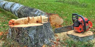 Best Tree Cabling and Bracing  in San Juan, TX