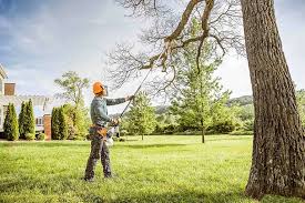 Best Fruit Tree Pruning  in San Juan, TX