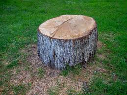 Best Hazardous Tree Removal  in San Juan, TX