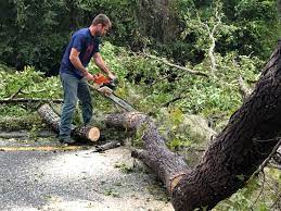 How Our Tree Care Process Works  in  San Juan, TX