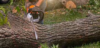 Best Root Management and Removal  in San Juan, TX