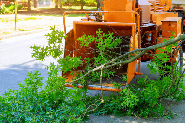 Best Lawn Mowing  in San Juan, TX