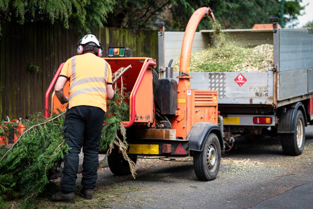 Best Tree Risk Assessment  in San Juan, TX