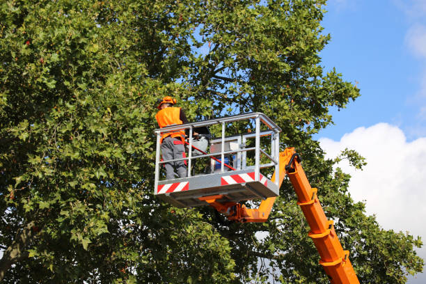  San Juan, TX Tree Services Pros