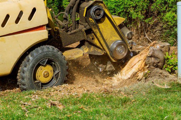 Best Tree Mulching  in San Juan, TX