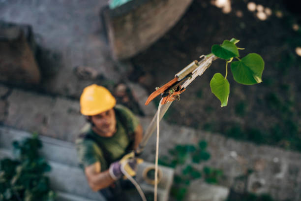 Trusted San Juan, TX Tree Services Experts