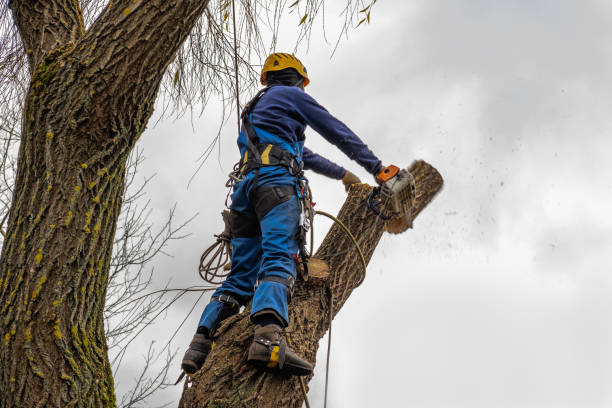 Tree and Shrub Care in San Juan, TX