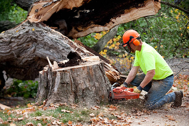 Best Tree Preservation Services  in San Juan, TX