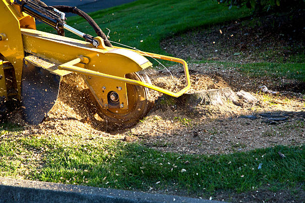 Best Tree Health Inspection  in San Juan, TX