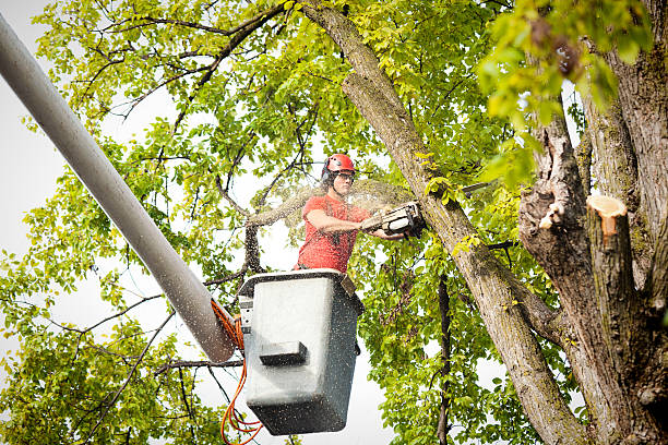 Best Hedge Trimming  in San Juan, TX