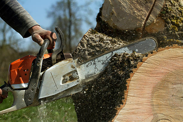 Trusted San Juan, TX Tree Services Experts
