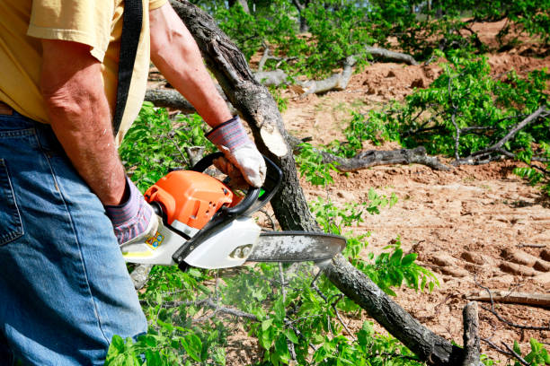 Best Tree Trimming and Pruning  in San Juan, TX